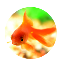 goldfish-Rock-Your-Chores